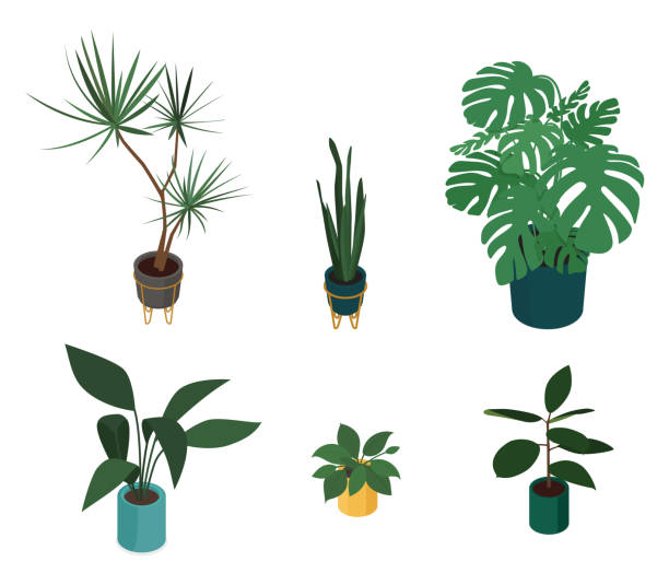 ilustrações, clipart, desenhos animados e ícones de conjunto de plantas em vasos isométricos - cheese plant