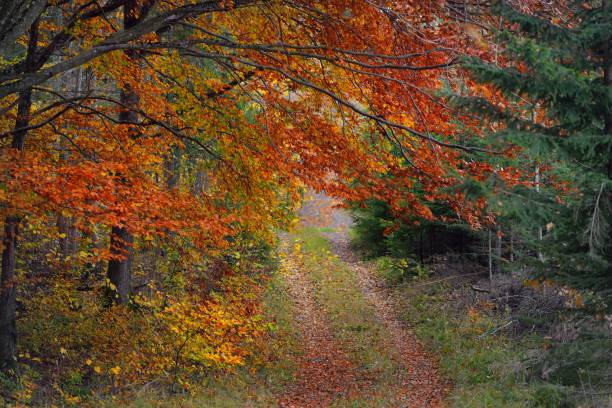 istock Winding rural road through beech tree forest. Natural tunnel. Mighty tree trunks, yellow, red, orange leaves. Idyllic autumn landscape. Ecology, nature, ecotourism, recreation, nordic walking. Germany 1285306752