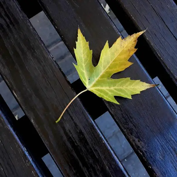 Lone maple leaf on a bench