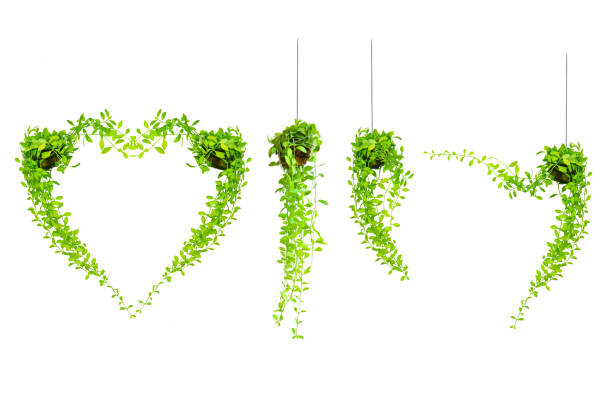 green ivy in flower pot isolated on white background.