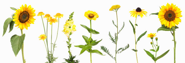 Selection of yellow garden flowers
