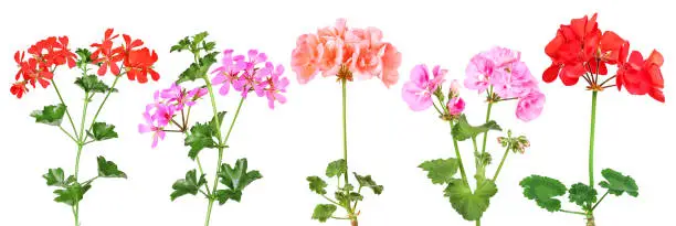 Three varieties of standing geraniums and two hanging geraniums, isolated.