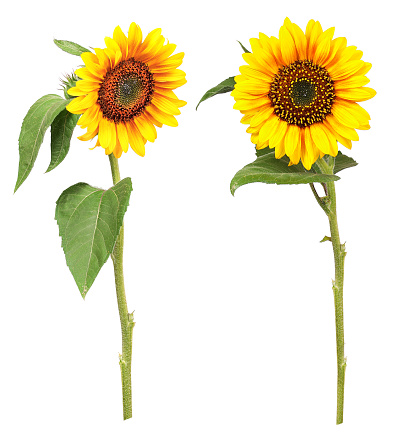 Two sunflowers photographed from the front and side, isolated.