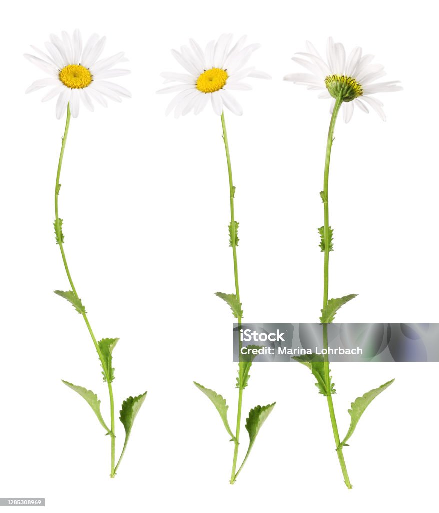 White daisies from different sides Three different views of a marguerite, isolated. Flower Stock Photo