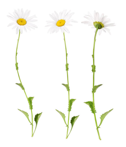 White daisies from different sides Three different views of a marguerite, isolated. daisy flower spring marguerite stock pictures, royalty-free photos & images