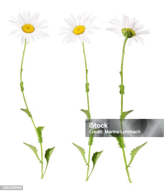 White Daisies From Different Sides Stock Photo - Download Image Now - Flower, Daisy, Cut Out