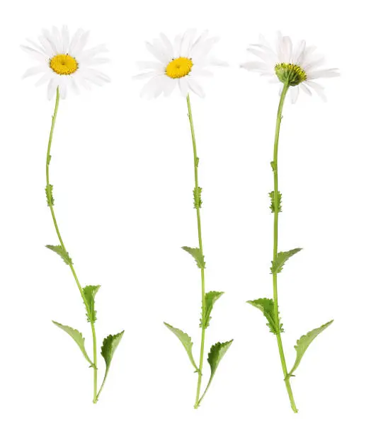 Photo of White daisies from different sides