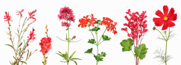 istock Selection of red garden flowers 1285309020
