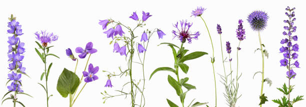 istock Selection of violet garden flowers 1285309644