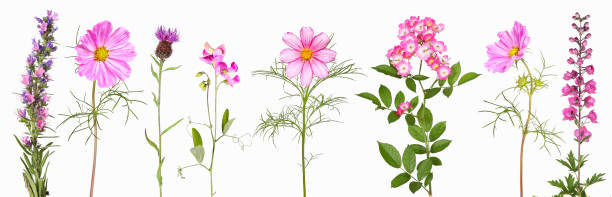 istock Selection of pink garden flowers 1285309720