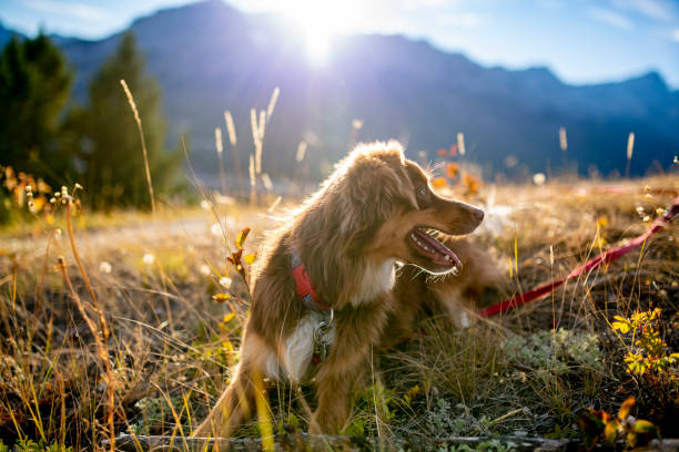 istock Dog enjoys the morning sun on a mountain ridge 1285309731