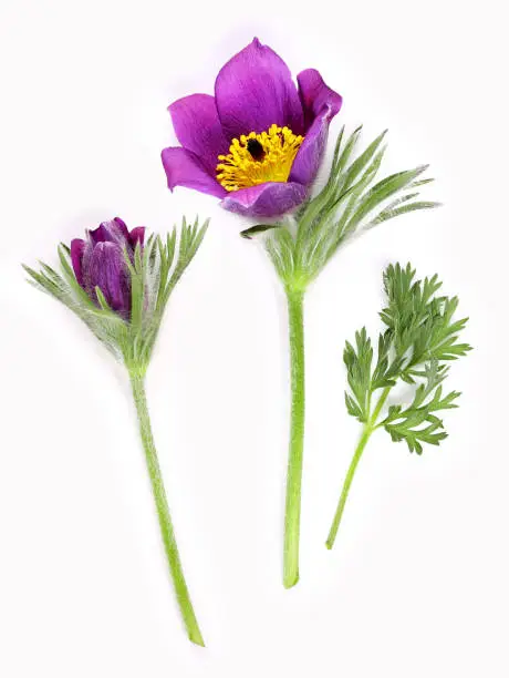The pasque flower, a spring bloomer, with a bud, isolated.