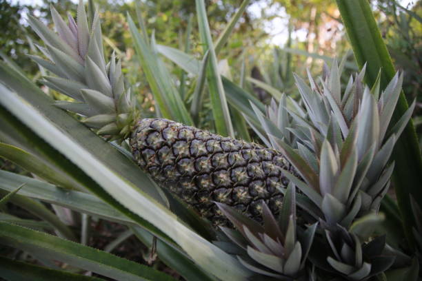 istock pineapple plantation in bahia 1285310742