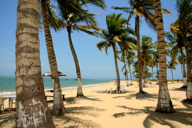 istock coconut tree in the south of bahia 1285310831