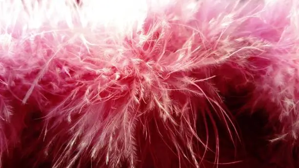 Delicate swan pink fluff. Hood feather trim. Fluffy natural boa feathers over dark pink faux fur. A pink silky fabric is visible above the boa. The fragrance of perfume is kept on fur for a long time