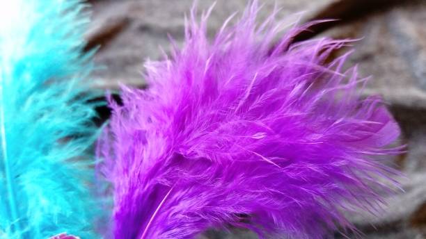 istock Delicate fluffy feathers on a gray velvety background. One feather is bright purple, the second feather in the background is blue. Bright decorative feathers are used to decorate hats, clothes, masks 1285311659