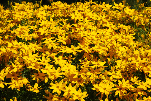 Yellow orange Hamamelis intermedia 'Harry', also known as witch hazel, in flower.