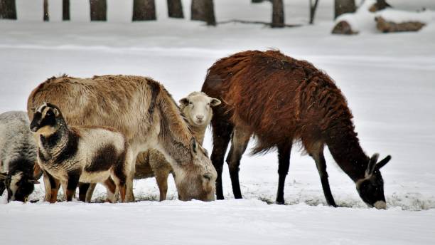 istock Rural Ontario Winter 1285312162