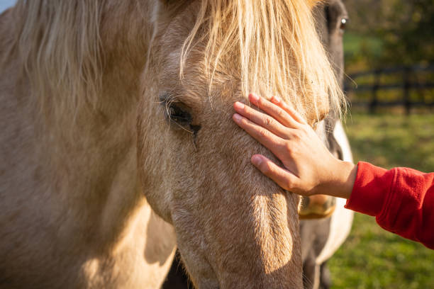 istock Petting Horse 1285314753
