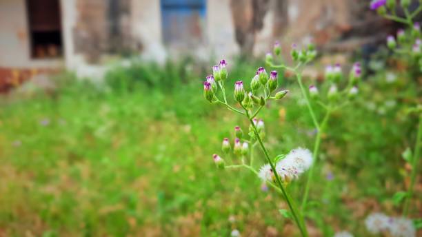 tiny white flower and flower bud selective focus in garden