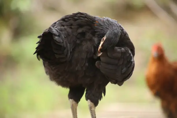 Photo of A black feathered chicken grooming itself