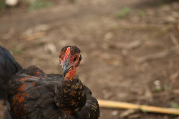 Close up of a dark colored chicken with a small red comb and copyspace