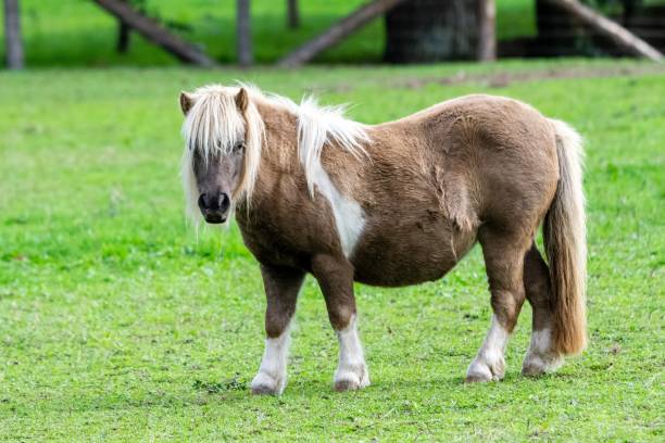 istock portrait of pony in the grass 1285316416