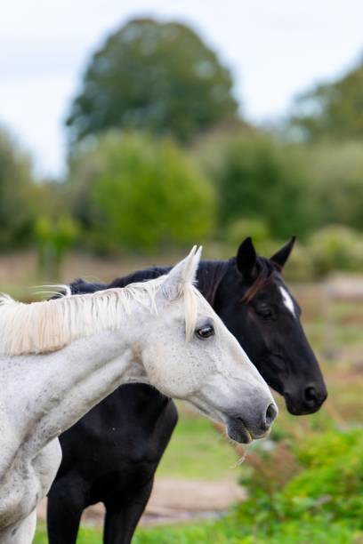 istock portrait of ho in pasture 1285316447