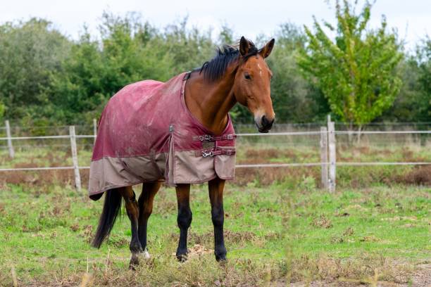 istock portrait of ho in pasture 1285316557