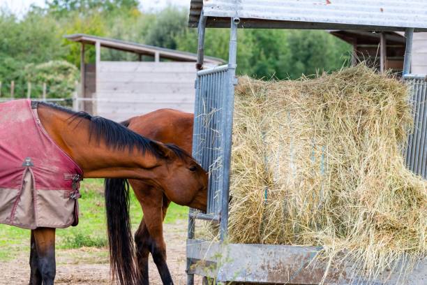 istock portrait of ho in pasture 1285316656