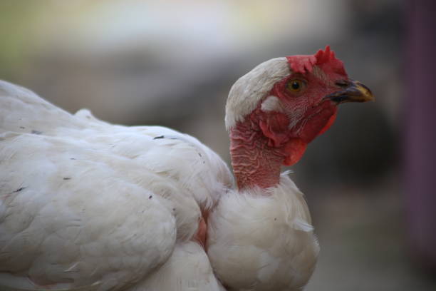 istock A rooster with white feathers and a bright red comb that is hanging down 1285316792