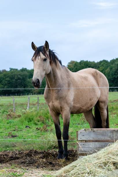 istock portrait of ho in pasture 1285316801