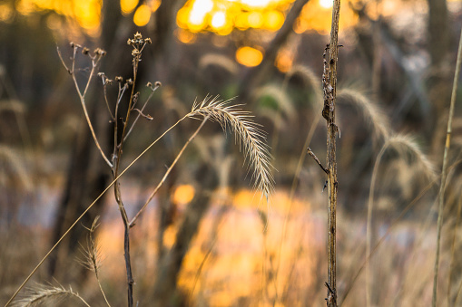 Foxtail in autumn woodland