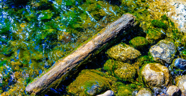 sticks on the lake shore after bad weather