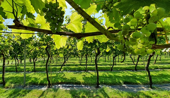 A sunny vineyard in the English Midlands