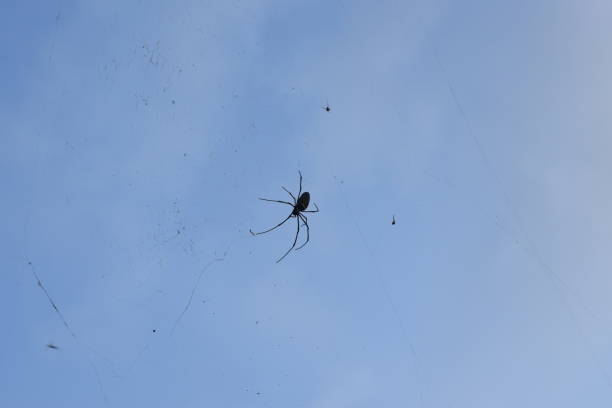 istock Spider webs with spiders hanging in the blue sky 1285319315