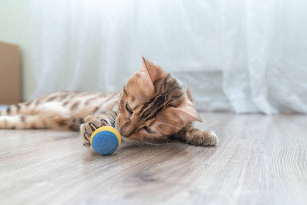 istock Cute tabby cat playing with a toy ball in the room. 1285319521