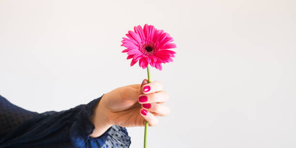 istock Beautiful pink gerbera flower in female hand 1285319673