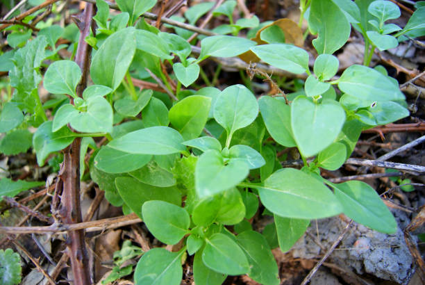 istock Macro photography for plant 1285320894