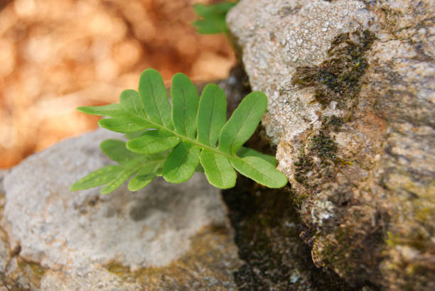istock Macro photography for plant 1285322105