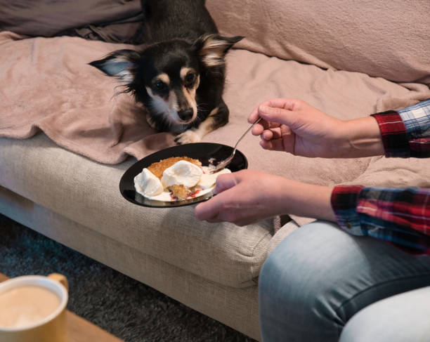 Cute puppy aiming for dessert