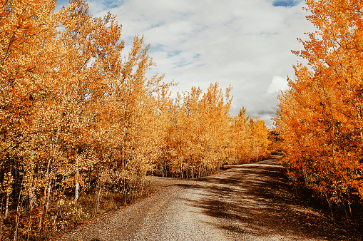 Dirt road leading through birch trees in autumn.