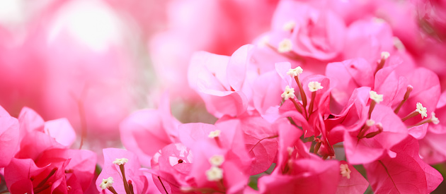 Closeup of beautiful nature pink Bougainvillea flower using as background natural plants ecology cover page concept.