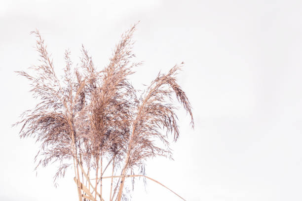 istock Bulrush plant isolated on white background. Wild grass 1285324396