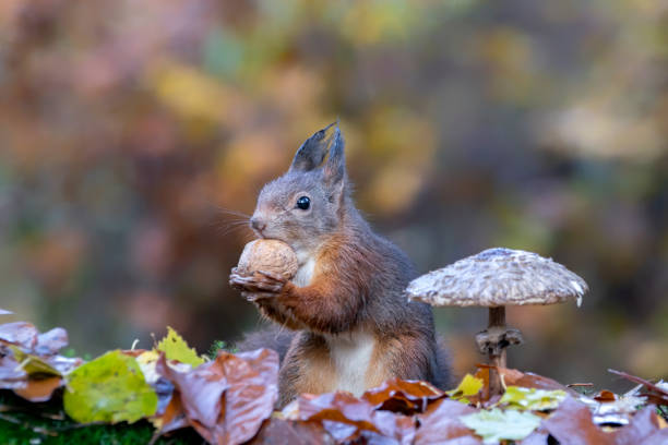 cute hungry red squirrel (sciurus vulgaris) eating a nut in an forest covered with colorful leaves and a mushroom. autumn day in a deep forest in the netherlands. blurry yellow and brown background. - red squirrel vulgaris animal imagens e fotografias de stock