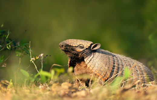 Close up of a Six-banded armadillo (Euphractus sexcinctus) against green background, South Pantanal, Brazil.