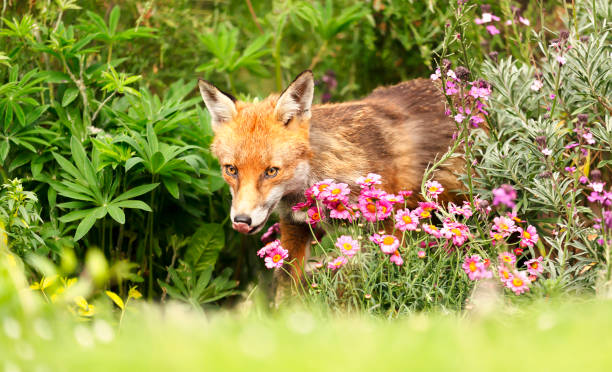 istock Close up of a red fox next to pink daisies 1285325627