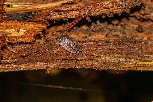 Woodlouse on rotten wood