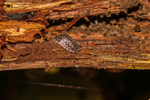 A single woodlouse isopod on brown wet rotting wood