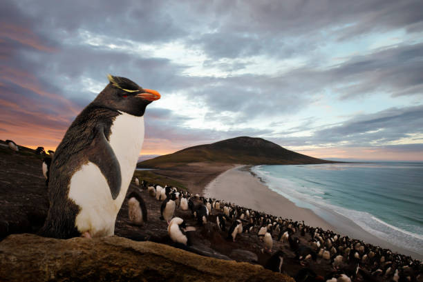 Close up of Southern rockhopper penguin standing on a rock at sunset Close up of Southern rockhopper penguin (Eudyptes chrysocome) standing on a rock at sunset in Saunders island, Falkland Islands. falkland islands photos stock pictures, royalty-free photos & images